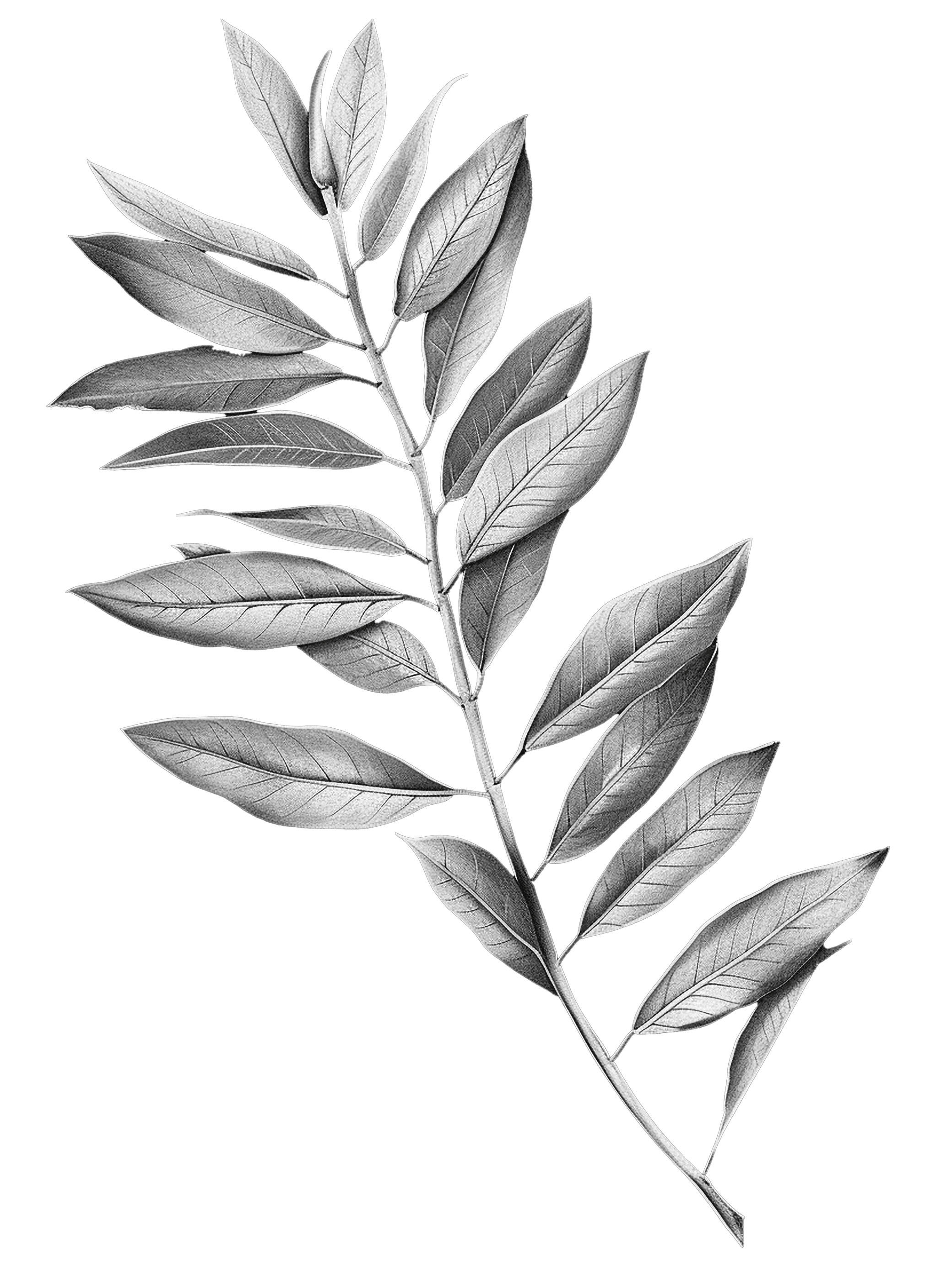 decorative leaf